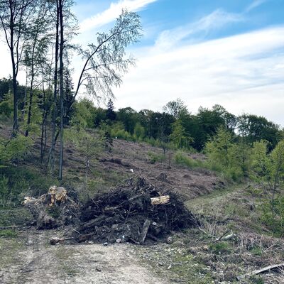 Bild vergr&ouml;&szlig;ern: Illegale M�llentsorgung